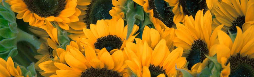 Cheerful yellow sunflowers with dark centers clustered together, their golden petals radiating warmth and positivity. Photo by Gerome Bruneau on Unsplash