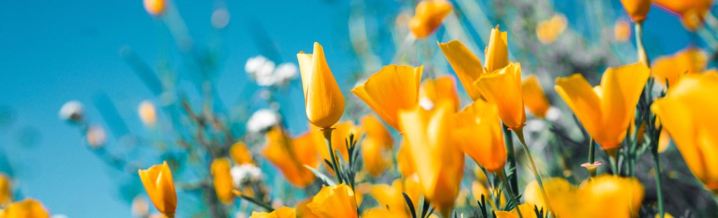 Vibrant golden California poppies bloom against a bright turquoise sky, creating a warm and uplifting scene. Photo by Sergey Shmidt on Unsplash