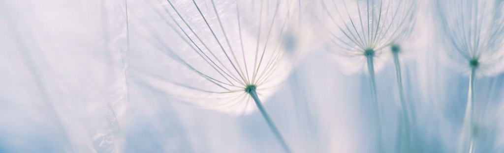 Delicate dandelion seed heads with fine radiating filaments against a soft blue and white background, creating a serene and ethereal atmosphere. Photo from Shutterstock