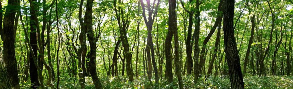 Sunlight filters through a lush green woodland, with tall trees creating a peaceful canopy over the forest floor.